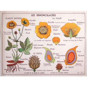 Affiche scolaire les fleurs