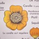 Affiche scolaire les fleurs